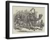 Camel Jingalls-null-Framed Giclee Print