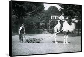 Camel Lawn-Mower, Ridden by Gardener Fred Perry at London Zoo, 1913-Frederick William Bond-Framed Stretched Canvas