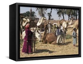 Camel Market, Darwa, Egypt, North Africa, Africa-Doug Traverso-Framed Stretched Canvas