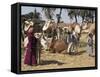 Camel Market, Darwa, Egypt, North Africa, Africa-Doug Traverso-Framed Stretched Canvas