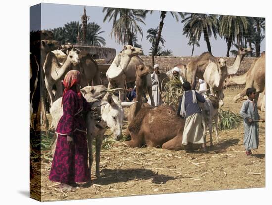 Camel Market, Darwa, Egypt, North Africa, Africa-Doug Traverso-Stretched Canvas