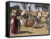 Camel Market, Darwa, Egypt, North Africa, Africa-Doug Traverso-Framed Stretched Canvas