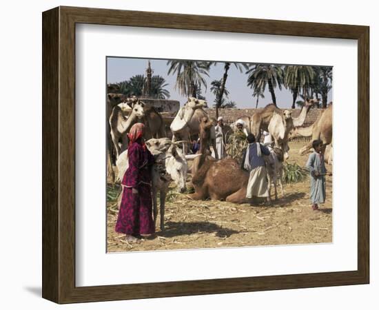 Camel Market, Darwa, Egypt, North Africa, Africa-Doug Traverso-Framed Photographic Print