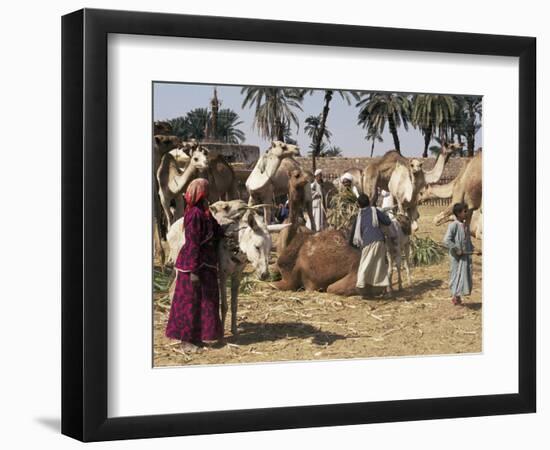 Camel Market, Darwa, Egypt, North Africa, Africa-Doug Traverso-Framed Photographic Print