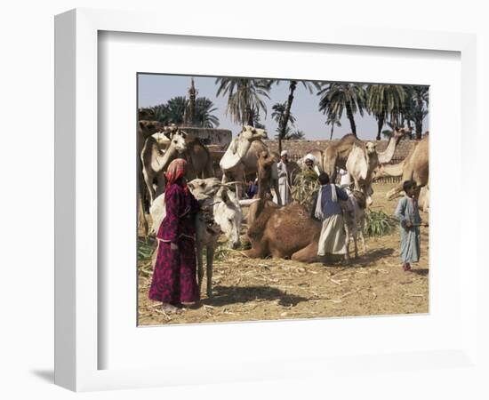 Camel Market, Darwa, Egypt, North Africa, Africa-Doug Traverso-Framed Photographic Print