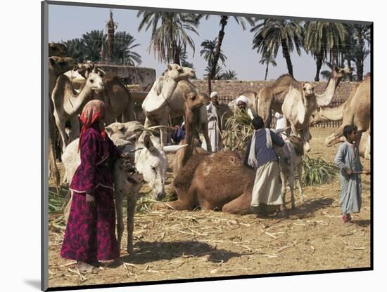 Camel Market, Darwa, Egypt, North Africa, Africa-Doug Traverso-Mounted Photographic Print