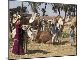 Camel Market, Darwa, Egypt, North Africa, Africa-Doug Traverso-Mounted Photographic Print