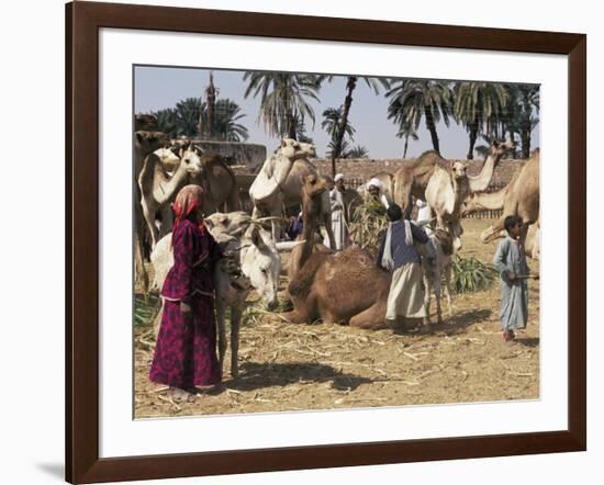 Camel Market, Darwa, Egypt, North Africa, Africa-Doug Traverso-Framed Photographic Print