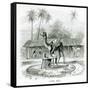 Camel Mill, from Travels in Africa by J.F Elton, 1879-null-Framed Stretched Canvas