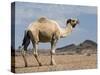 Camel Near Stuart Highway, Outback, Northern Territory, Australia-David Wall-Stretched Canvas