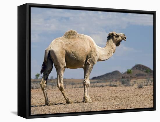 Camel Near Stuart Highway, Outback, Northern Territory, Australia-David Wall-Framed Stretched Canvas