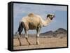 Camel Near Stuart Highway, Outback, Northern Territory, Australia-David Wall-Framed Stretched Canvas