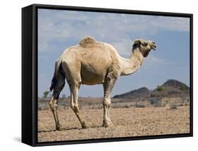 Camel Near Stuart Highway, Outback, Northern Territory, Australia-David Wall-Framed Stretched Canvas