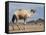Camel Near Stuart Highway, Outback, Northern Territory, Australia-David Wall-Framed Stretched Canvas