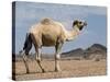 Camel Near Stuart Highway, Outback, Northern Territory, Australia-David Wall-Stretched Canvas