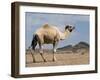 Camel Near Stuart Highway, Outback, Northern Territory, Australia-David Wall-Framed Photographic Print