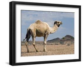 Camel Near Stuart Highway, Outback, Northern Territory, Australia-David Wall-Framed Photographic Print