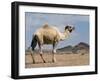 Camel Near Stuart Highway, Outback, Northern Territory, Australia-David Wall-Framed Photographic Print