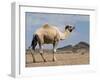 Camel Near Stuart Highway, Outback, Northern Territory, Australia-David Wall-Framed Photographic Print