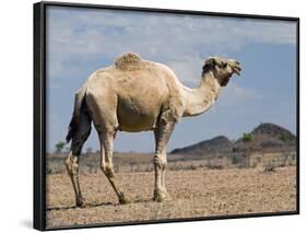 Camel Near Stuart Highway, Outback, Northern Territory, Australia-David Wall-Framed Photographic Print