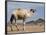 Camel Near Stuart Highway, Outback, Northern Territory, Australia-David Wall-Framed Photographic Print