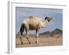 Camel Near Stuart Highway, Outback, Northern Territory, Australia-David Wall-Framed Photographic Print