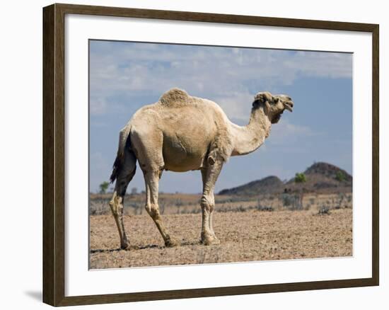 Camel Near Stuart Highway, Outback, Northern Territory, Australia-David Wall-Framed Photographic Print