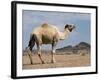 Camel Near Stuart Highway, Outback, Northern Territory, Australia-David Wall-Framed Photographic Print