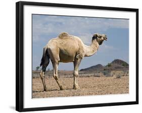 Camel Near Stuart Highway, Outback, Northern Territory, Australia-David Wall-Framed Photographic Print