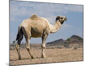 Camel Near Stuart Highway, Outback, Northern Territory, Australia-David Wall-Mounted Photographic Print