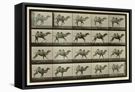 Camel, Plate from 'Animal Locomotion', 1887-Eadweard Muybridge-Framed Stretched Canvas