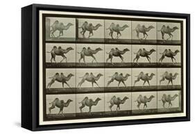 Camel, Plate from 'Animal Locomotion', 1887-Eadweard Muybridge-Framed Stretched Canvas