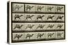Camel, Plate from 'Animal Locomotion', 1887-Eadweard Muybridge-Stretched Canvas
