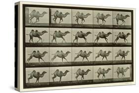 Camel, Plate from 'Animal Locomotion', 1887-Eadweard Muybridge-Stretched Canvas