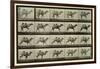 Camel, Plate from 'Animal Locomotion', 1887-Eadweard Muybridge-Framed Giclee Print