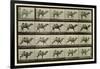 Camel, Plate from 'Animal Locomotion', 1887-Eadweard Muybridge-Framed Giclee Print