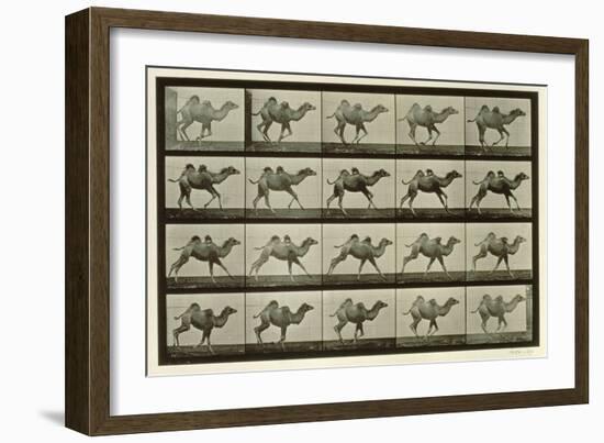 Camel, Plate from 'Animal Locomotion', 1887-Eadweard Muybridge-Framed Giclee Print