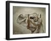 Camel Portrait-Angeles M Pomata-Framed Giclee Print