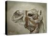 Camel Portrait-Angeles M Pomata-Stretched Canvas