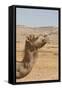 Camel Profile-null-Framed Stretched Canvas