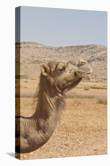 Camel Profile-null-Stretched Canvas