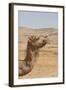 Camel Profile-null-Framed Photographic Print