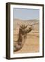 Camel Profile-null-Framed Photographic Print