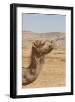 Camel Profile-null-Framed Photographic Print