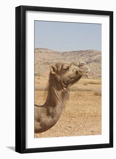 Camel Profile-null-Framed Photographic Print