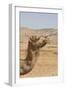 Camel Profile-null-Framed Photographic Print