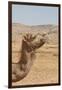 Camel Profile-null-Framed Photographic Print