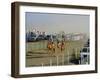 Camel Race Course, Mudaibi, Oman, Middle East-J P De Manne-Framed Photographic Print