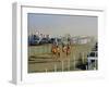 Camel Race Course, Mudaibi, Oman, Middle East-J P De Manne-Framed Photographic Print