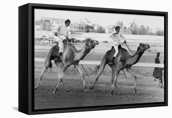 Camel Race in Saudi Arabia in Honour of Queen Elizabeth Ii's Visit to To the Middle East, 1979-null-Framed Stretched Canvas